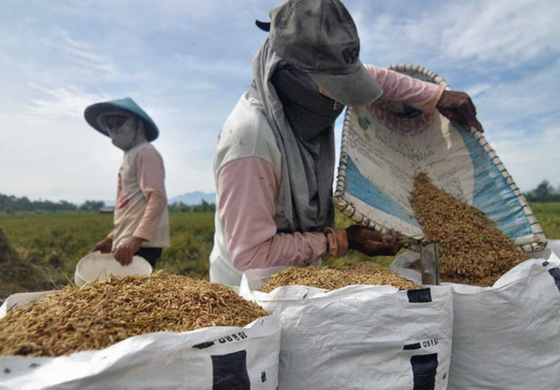 petani lokal beras